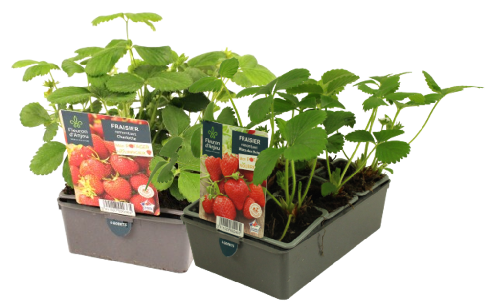 FRAISIER Barq. 6 godets 7 cm