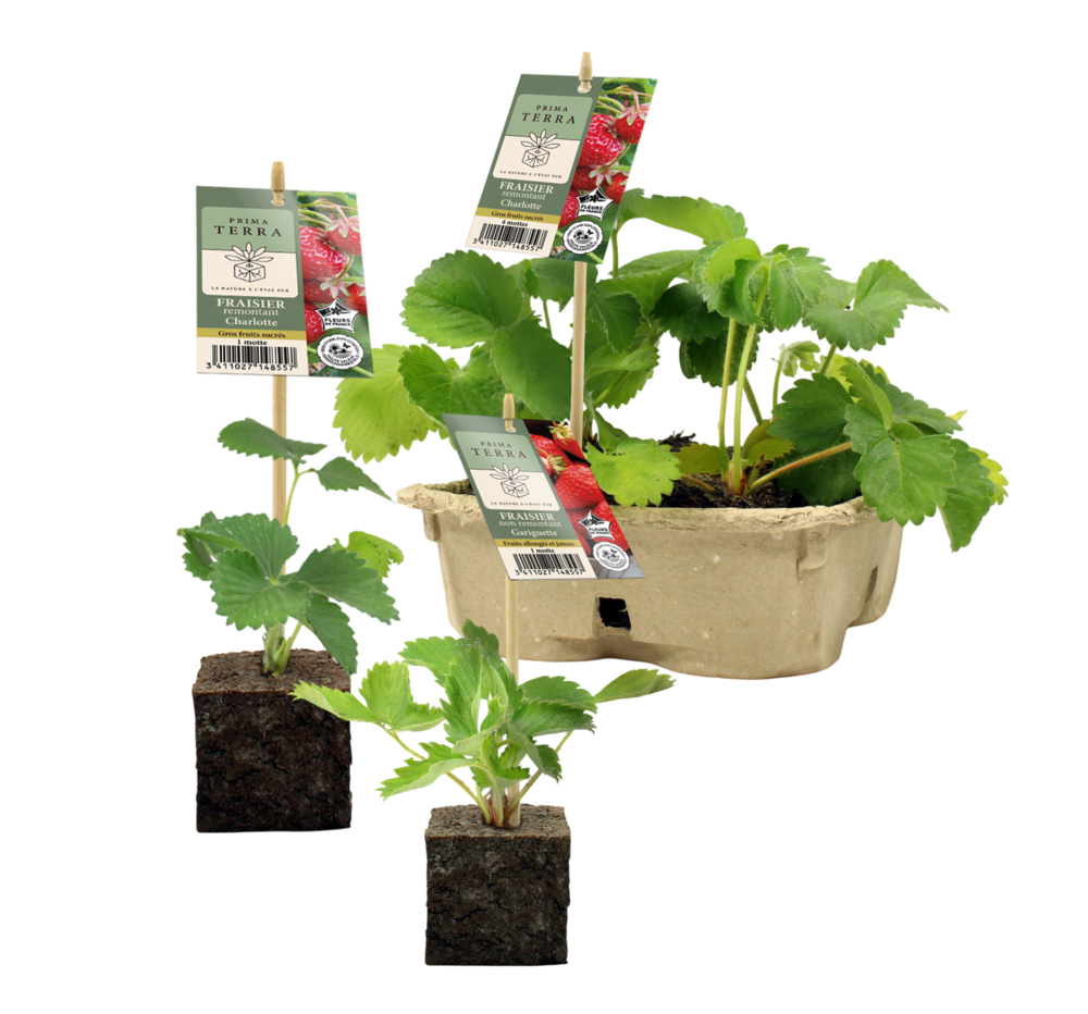 FRAISIER PRIMA TERRA