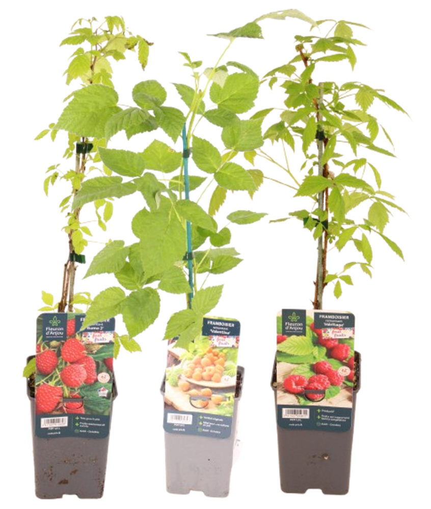 FRAMBOISIER Pot 1,3 L