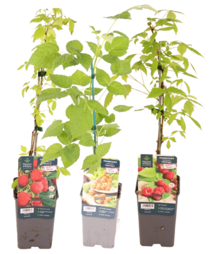 FRAMBOISIER Pot 1,3 L