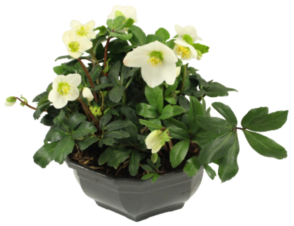 HELLEBORE Coupe 27 cm