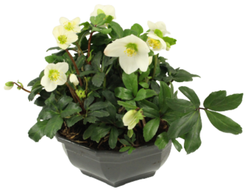 HELLEBORE Coupe 27 cm
