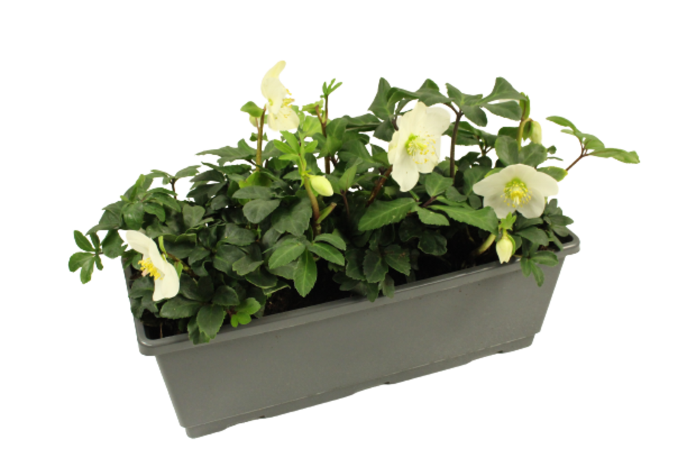 HELLEBORE Jardinière 40 cm