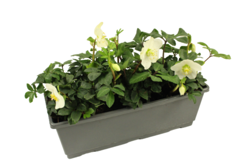 HELLEBORE Jardinière 40 cm