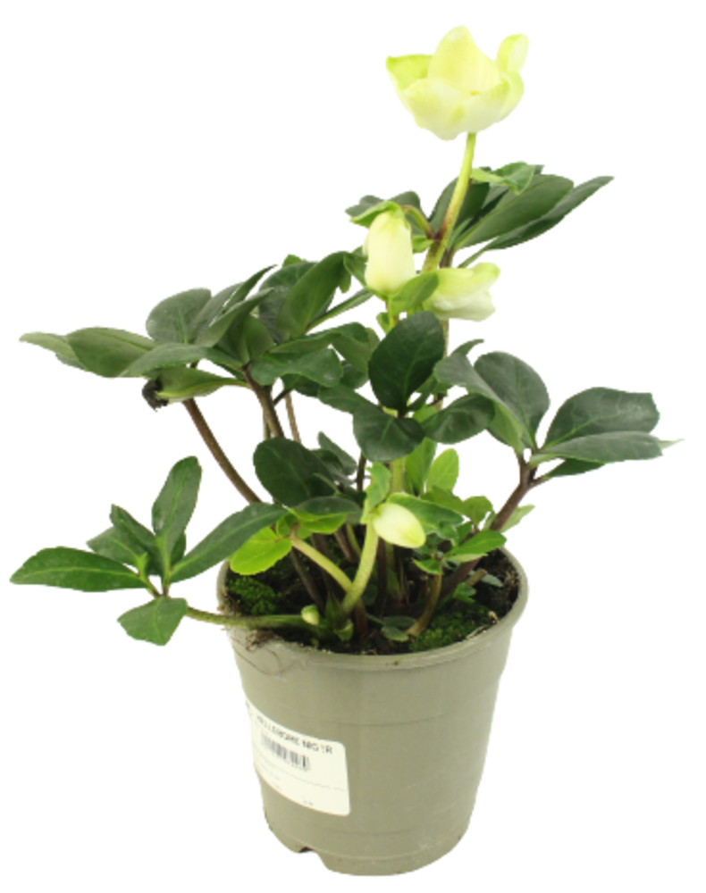 HELLEBORE Pot 12 cm