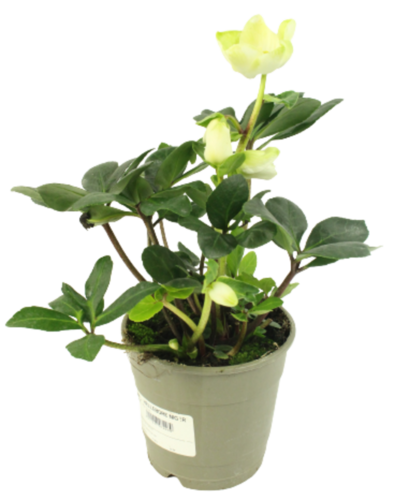 HELLEBORE Pot 12 cm