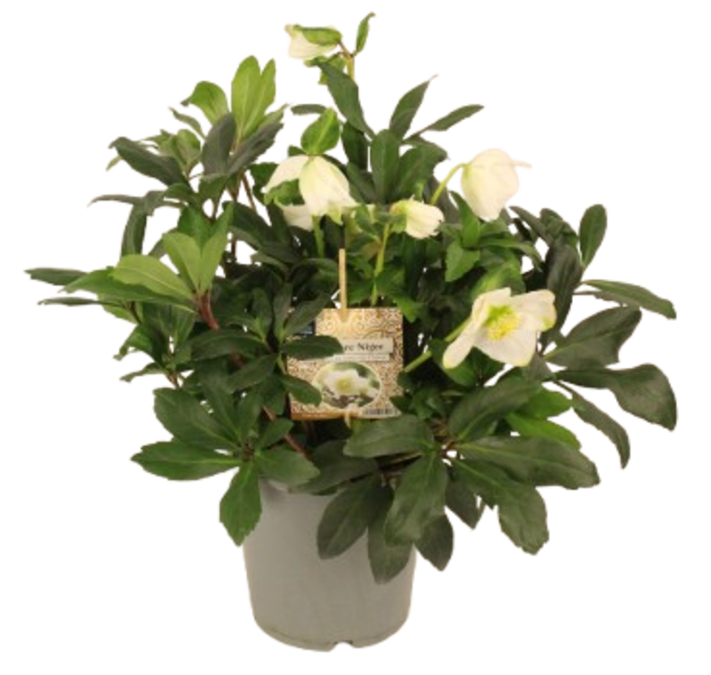 HELLEBORE Pot 17 cm