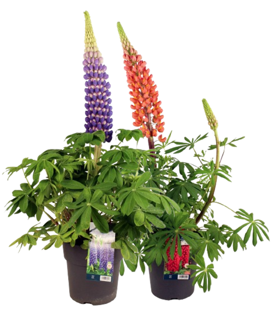 LUPIN Pot 4,5 L