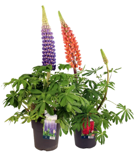 LUPIN Pot 4,5 L