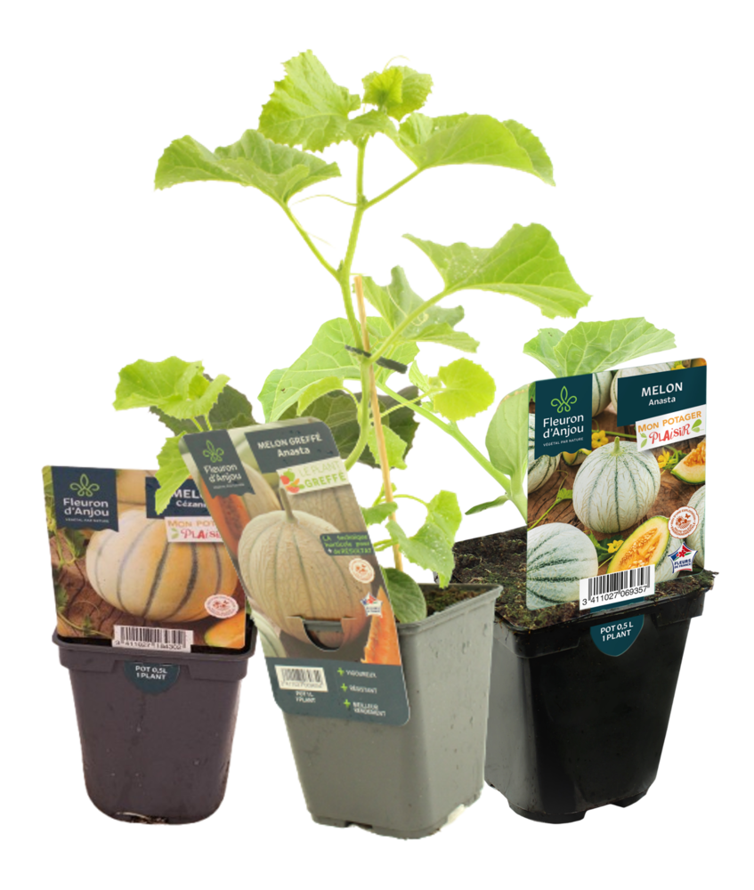 MELON Pot 0,5 L