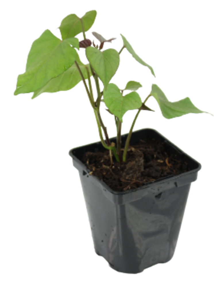 PATATE DOUCE Pot 0,5 L