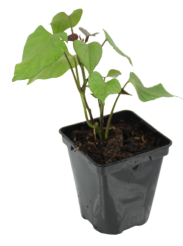 PATATE DOUCE Pot 0,5 L