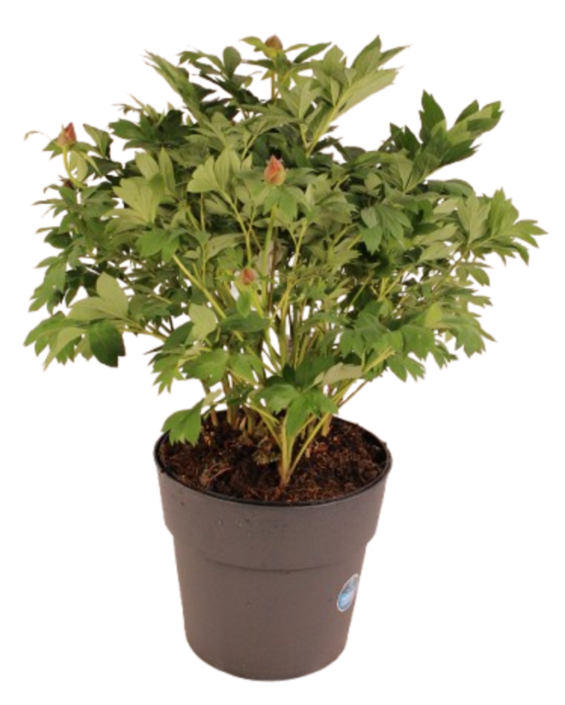 PIVOINE ITOH Pot 7,5 L