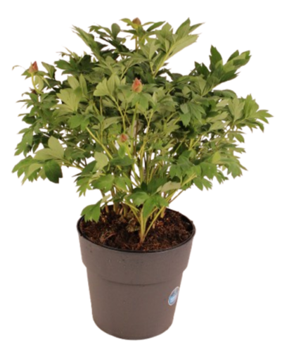 PIVOINE ITOH Pot 7,5 L