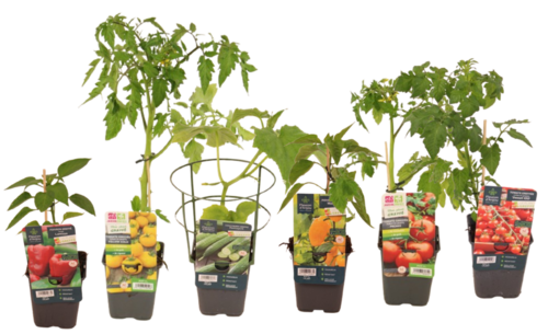 PLANT POTAGER GREFFE Pot 1 L