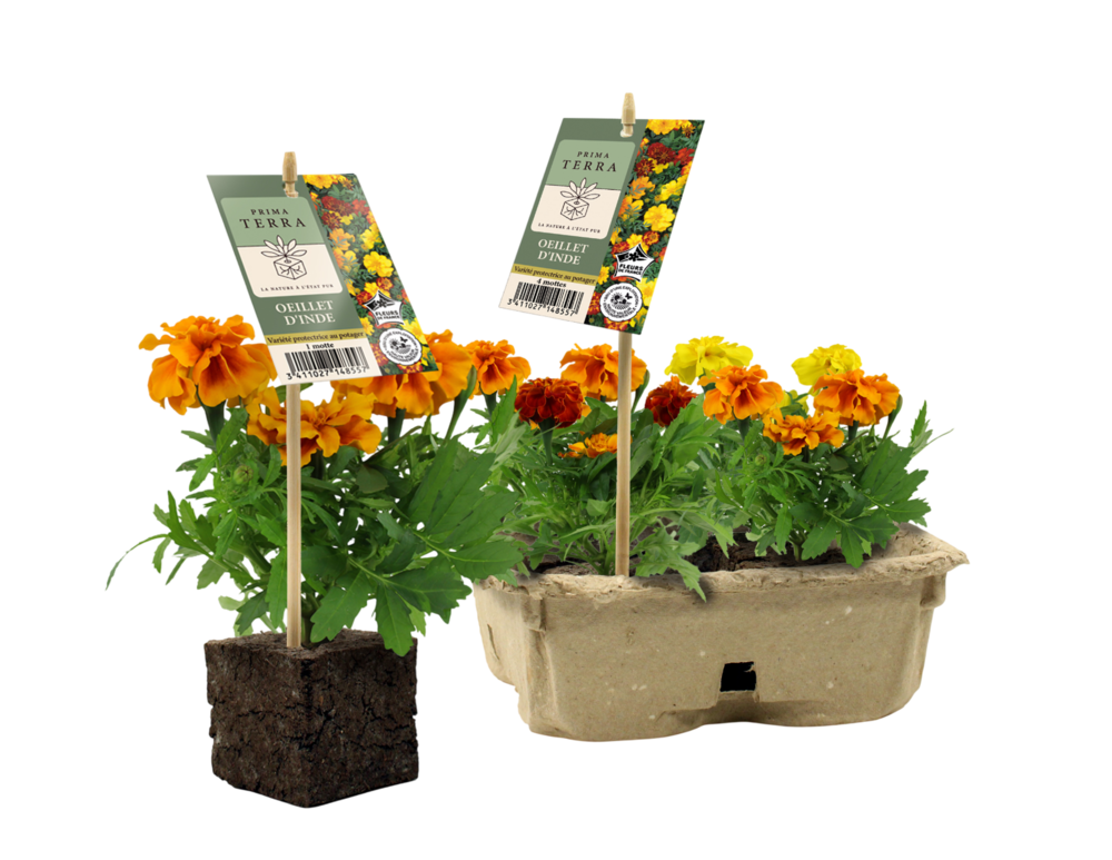 PLANTE FLEURIE PRIMA TERRA