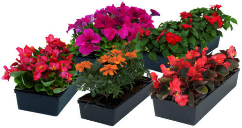 PLANTES A MASSIFS LEADER BARQUETTE 10 PLANTS