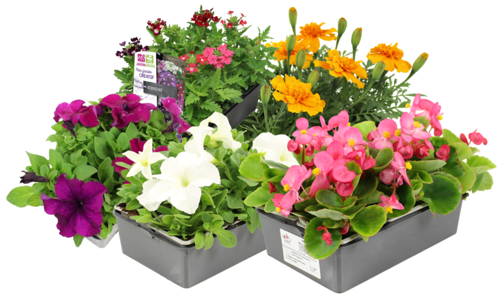 PLANTES A MASSIFS LEADER BARQUETTE 6 PLANTS