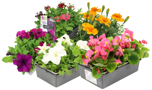 PLANTES A MASSIFS LEADER BARQUETTE 6 PLANTS