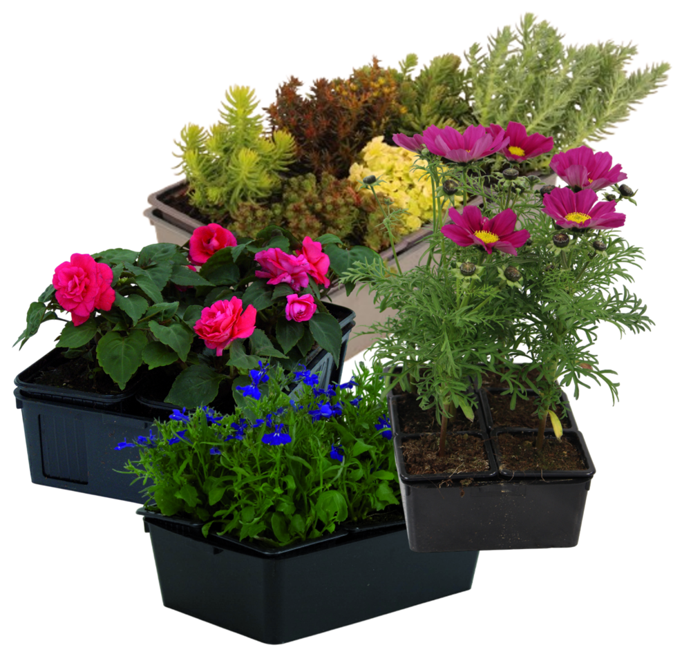 PLANTES A MASSIFS SECONDAIRES BARQUETTE 6 PLANTS