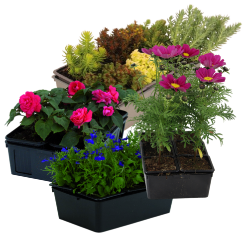 PLANTES A MASSIFS SECONDAIRES BARQUETTE 6 PLANTS