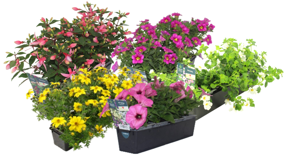 PLANTES FLEURIES BARQ 4 PLANTS