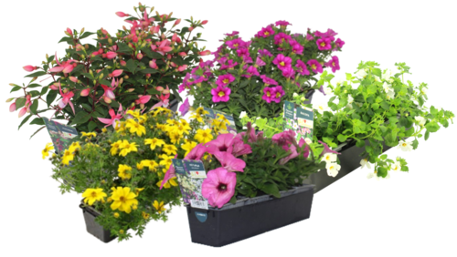 PLANTES FLEURIES BARQ 4 PLANTS