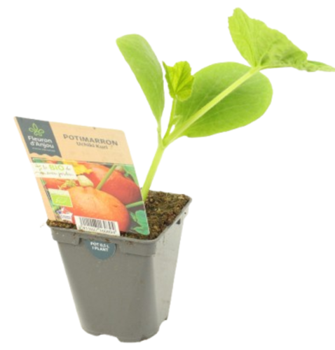 POTIMARRON Pot 0,5 L