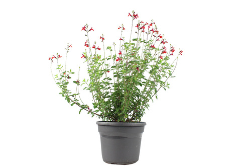 SAUGE DE GRAHAM Pot 4,5 L