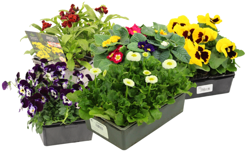 BISANNUELLES BARQUETTE 6 PLANTS