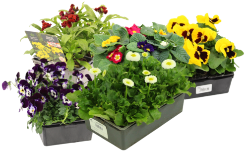 BISANNUELLES BARQUETTE 6 PLANTS