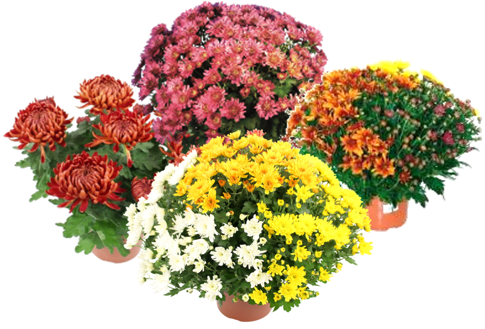 CHRYSANTHEME Pot 19 cm