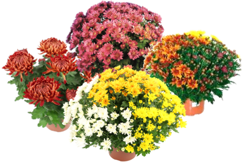 CHRYSANTHEME Pot 19 cm