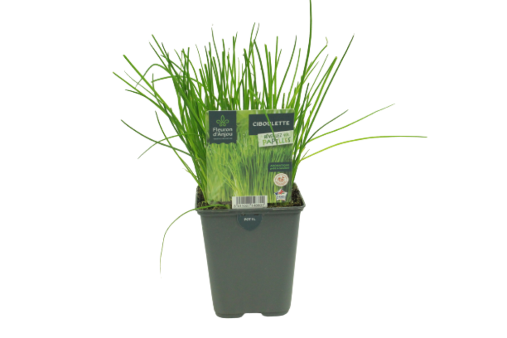 CIBOULETTE Pot 1 L