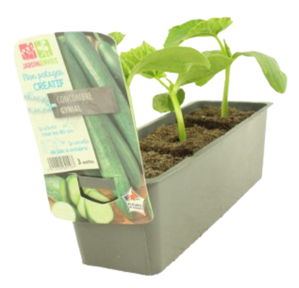 CONCOMBRE BARQUETTE 3 PLANTS