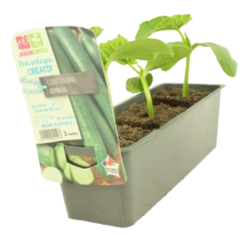 CONCOMBRE BARQUETTE 3 PLANTS