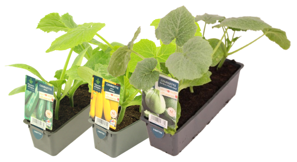 COURGETTE BARQUETTE 3 PLANTS