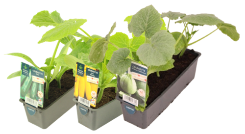 COURGETTE BARQUETTE 3 PLANTS
