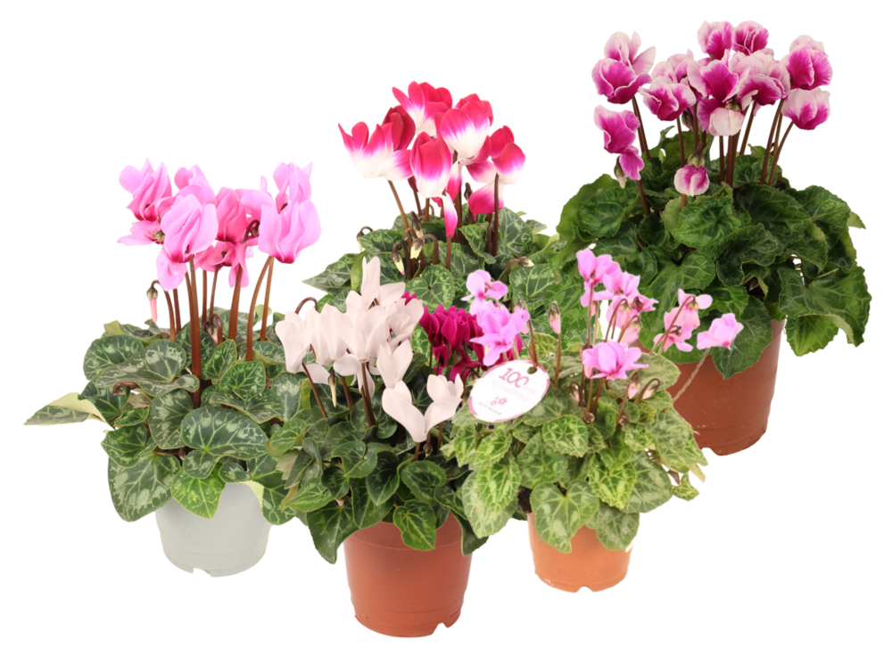 CYCLAMEN Pot 12 cm