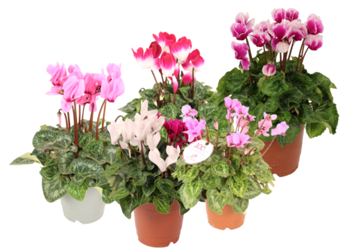 CYCLAMEN Pot 12 cm