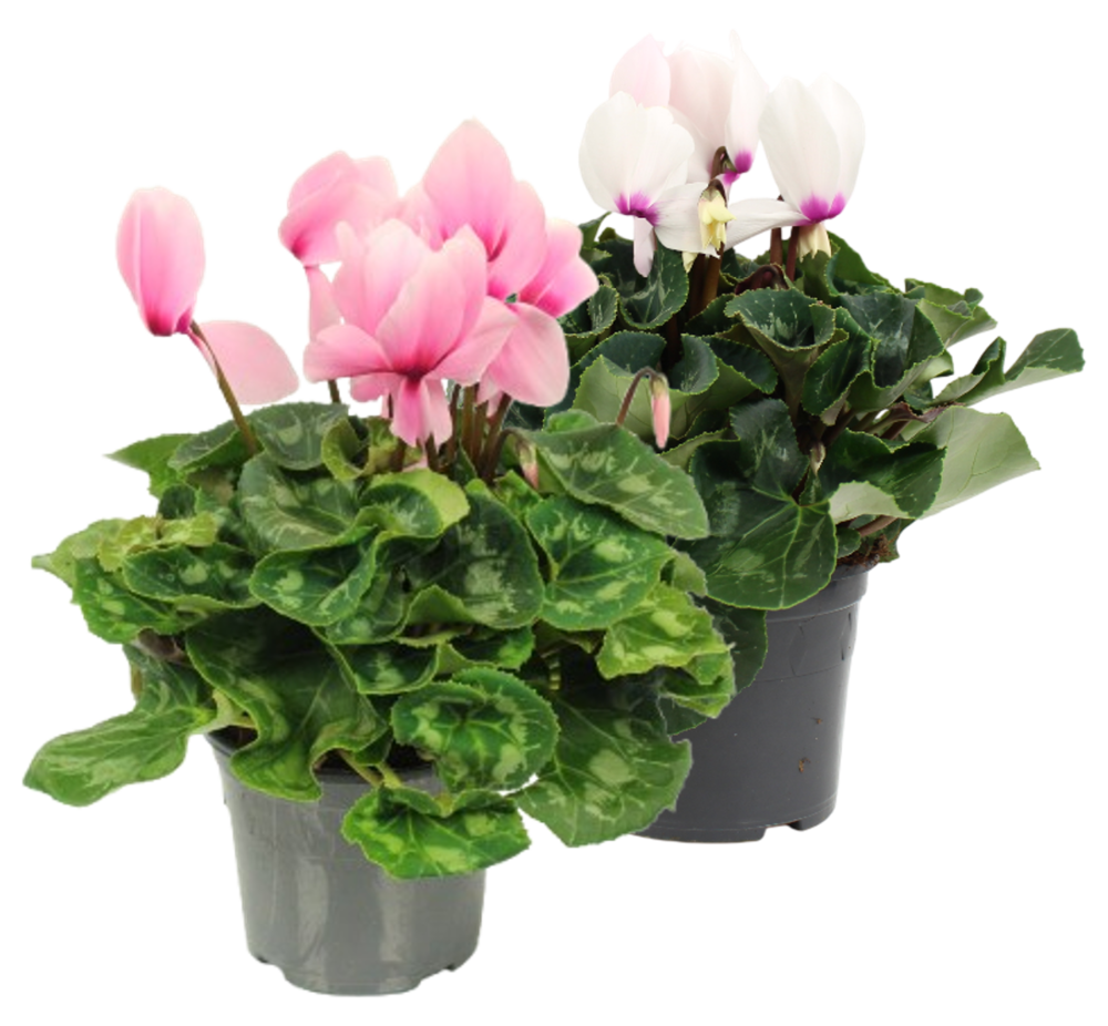 CYCLAMEN Pot 14 cm