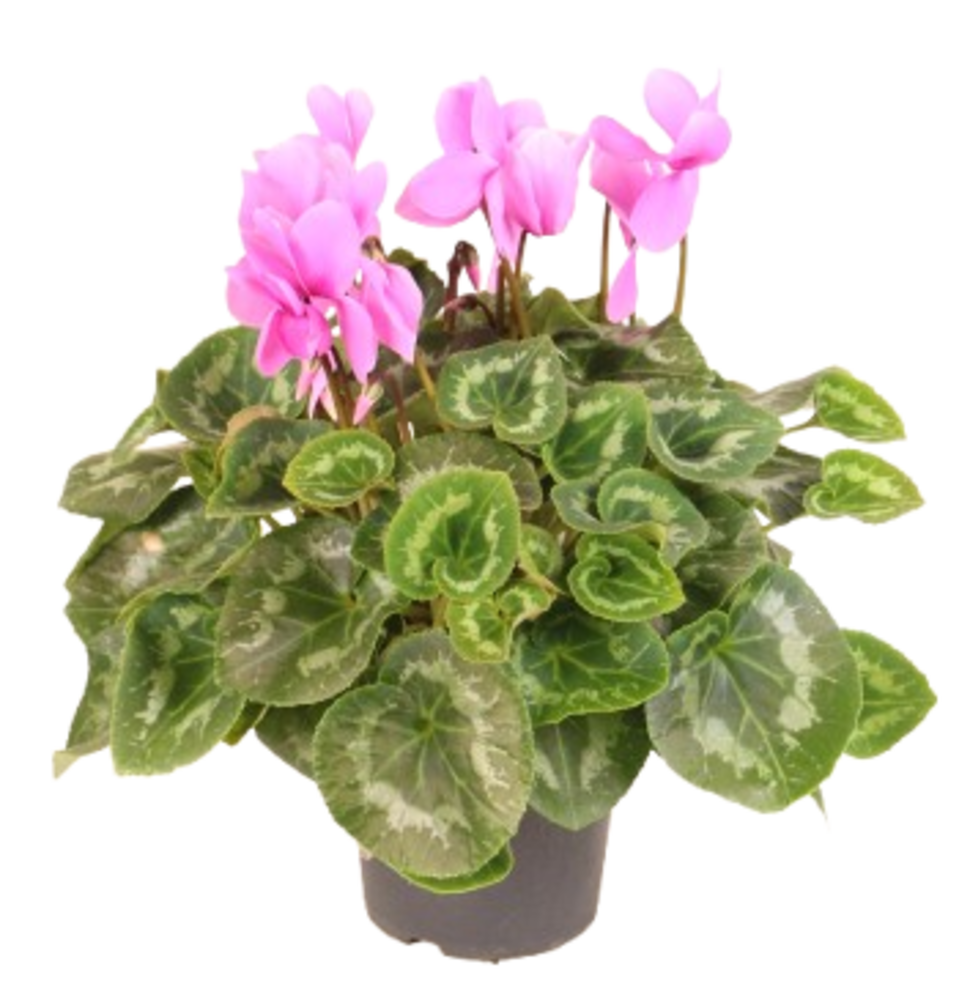 CYCLAMEN Pot 17 cm