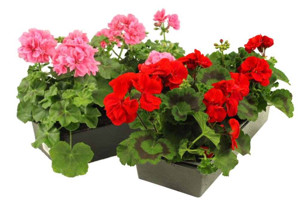 GERANIUM Barq. 10 godets 7 cm
