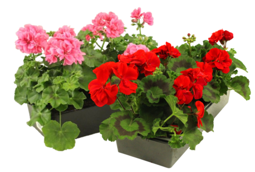 GERANIUM Barq. 10 godets 7 cm