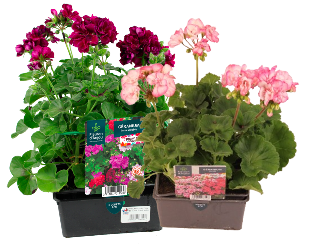 GERANIUM BARQUETTE 6 PLANTS