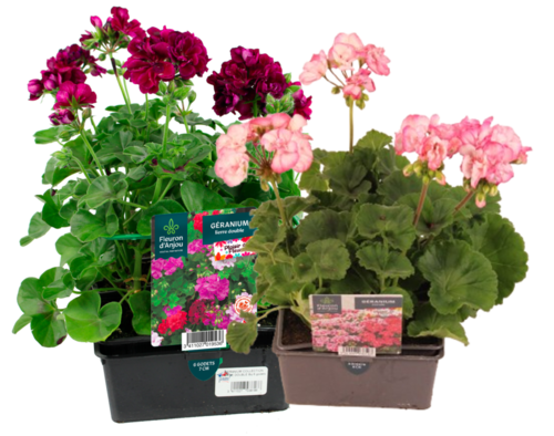 GERANIUM BARQUETTE 6 PLANTS