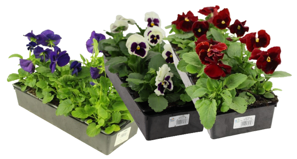 PENSEE Barq. 10 godets 7 cm