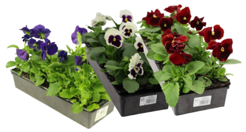 PENSEE Barq. 10 godets 7 cm