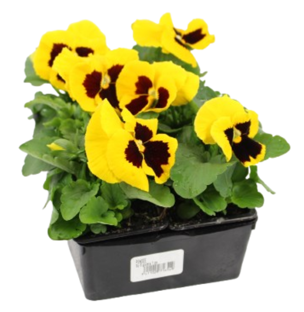 PENSEE Barq. 6 godets 7 cm