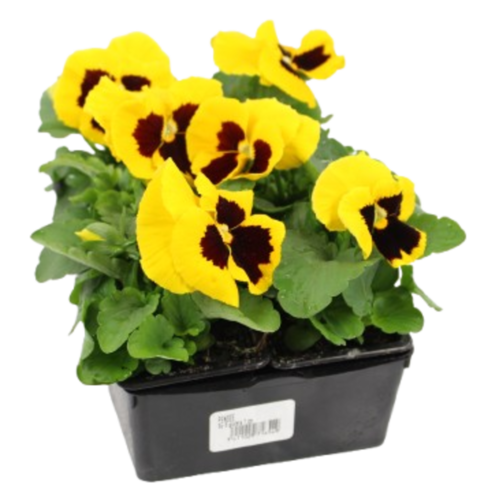 PENSEE Barq. 6 godets 7 cm